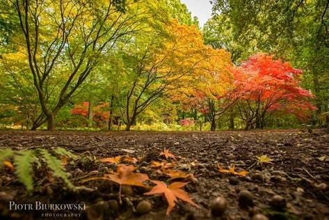 Autumn is Queenswood